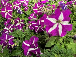 A vibrant display of purple petunias, featuring striking white stripes on the petals, is surrounded by lush green foliage
