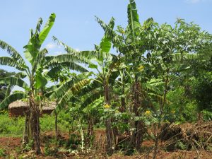 Tall banana trees with slightly torn green leaves fill a sunny garden. Behind them, part of a small brick house with a thatched roof is visible among dense greenery, with red soil and wild shrubs below.