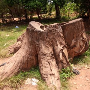 A large weathered tree stump on grassy ground with trees in the background.