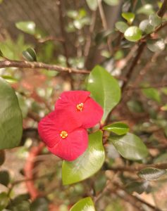 A close-up of two bright red flowers with yellow centers, surrounded by green leaves and a soft, blurred garden background.