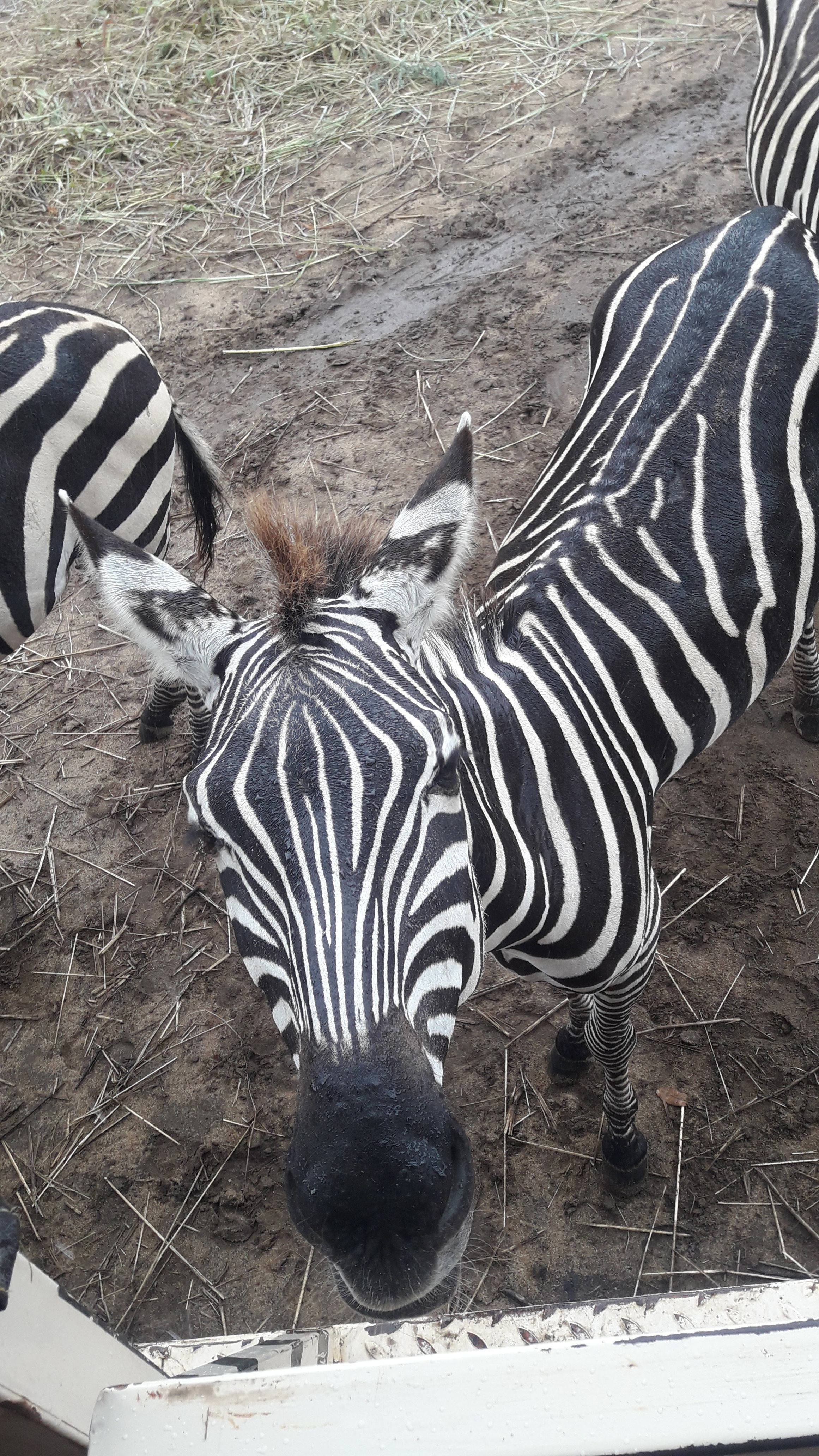 A zebra, seen from about 1 meter away, looking down from above.