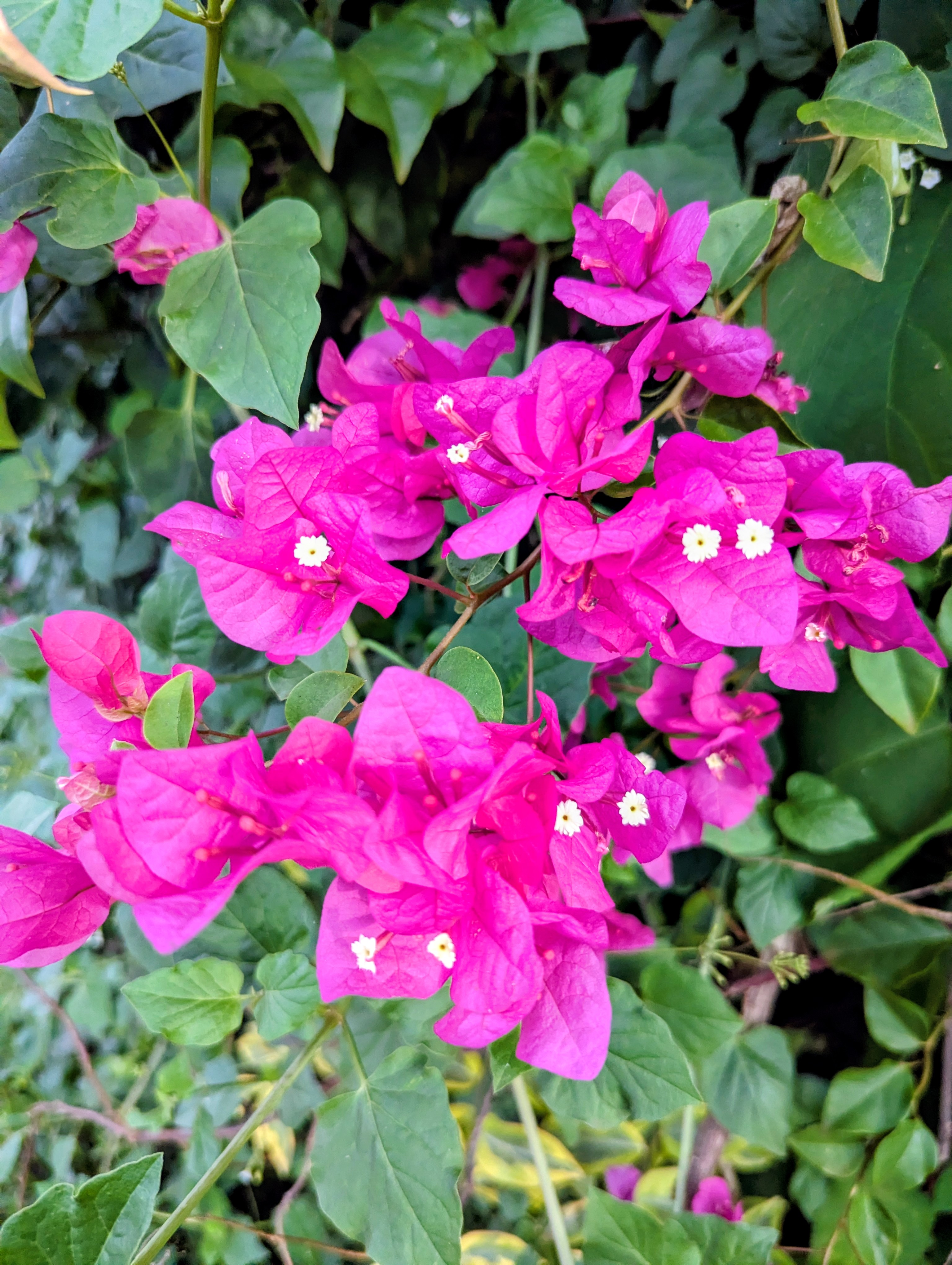 A cluster of vibrant pink bougainvillea flowers surrounded by green leaves.