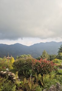 Vegetation under a cloudy sunset sky.