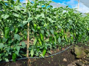 
A lush green pepper farm with rows of tall pepper plants bearing numerous large, ripe green peppers.