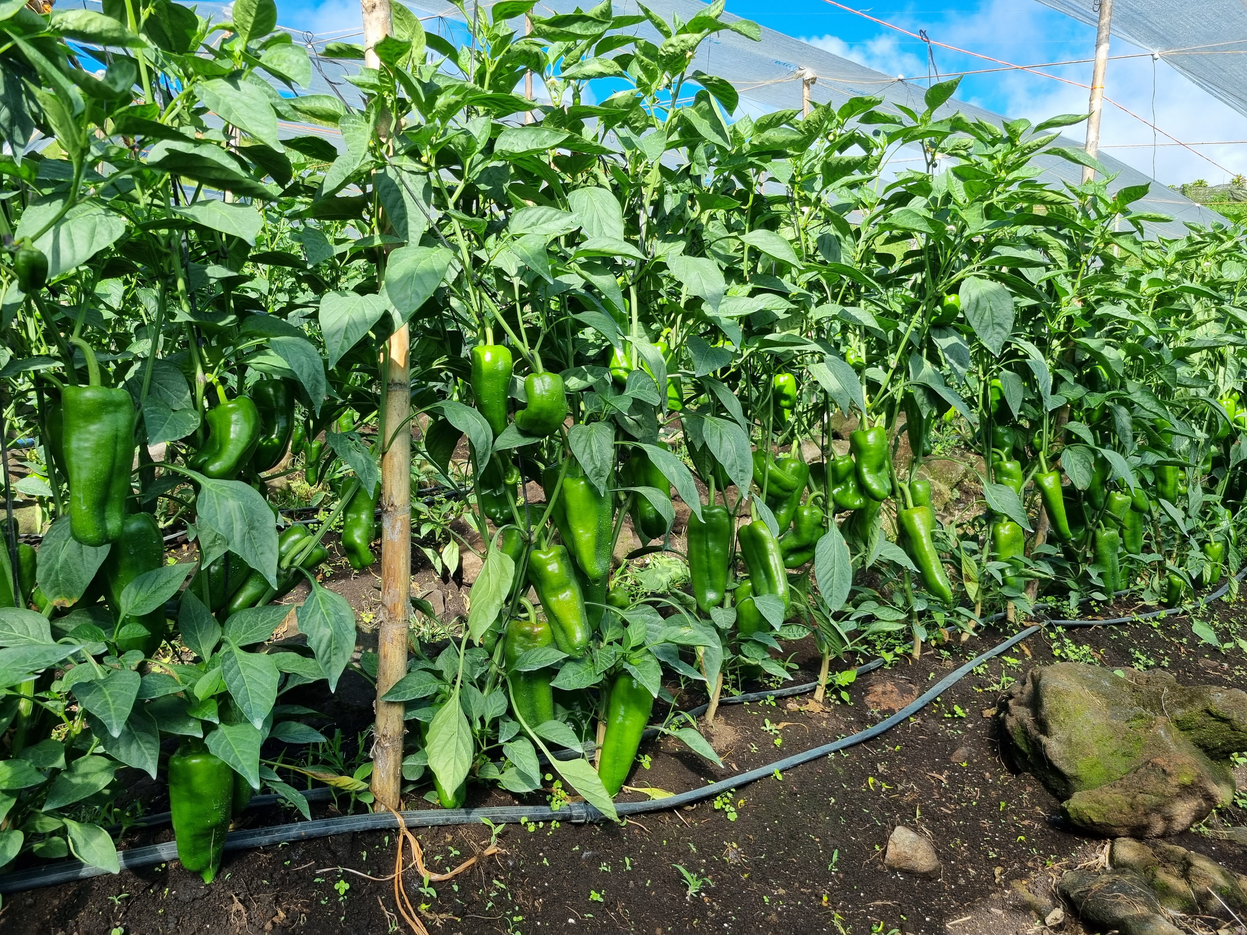 A lush green pepper farm with rows of tall pepper plants bearing numerous large, ripe green peppers.