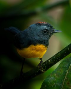 Costa Rica Bird