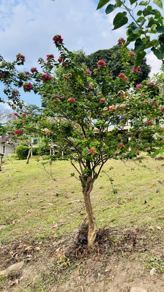 A small tree with green leaves and pink bougainvillea flowers stands on a grassy hill. A larger tree and part of a building appear in the background under a cloudy sky.