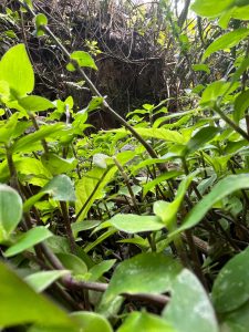 A dense patch of vibrant green plants fills the foreground, with various leaves and stems intertwining. The background features darker foliage and the suggestion of tree roots or a rocky surface partially obscured by the dense vegetation.