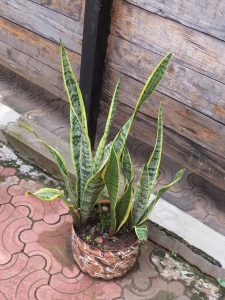 A snake plant with long, upright green leaves and yellow margins is growing in a brown pot with a white and black marbled pattern. The plant is positioned on patterned pavement in front of a horizontal wooden wall.