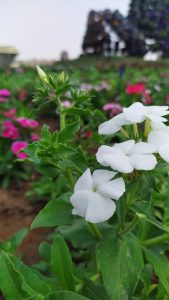 A close-up of white five-petal flowers surrounded by green leaves, with colorful pink flowers in the background.