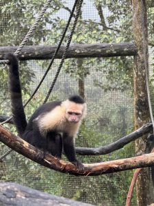 A capuchin monkey is perched on a branch within a naturalistic enclosure. The monkey has a distinctive black body with a white face and chest, and it appears to be gazing thoughtfully into the distance. 