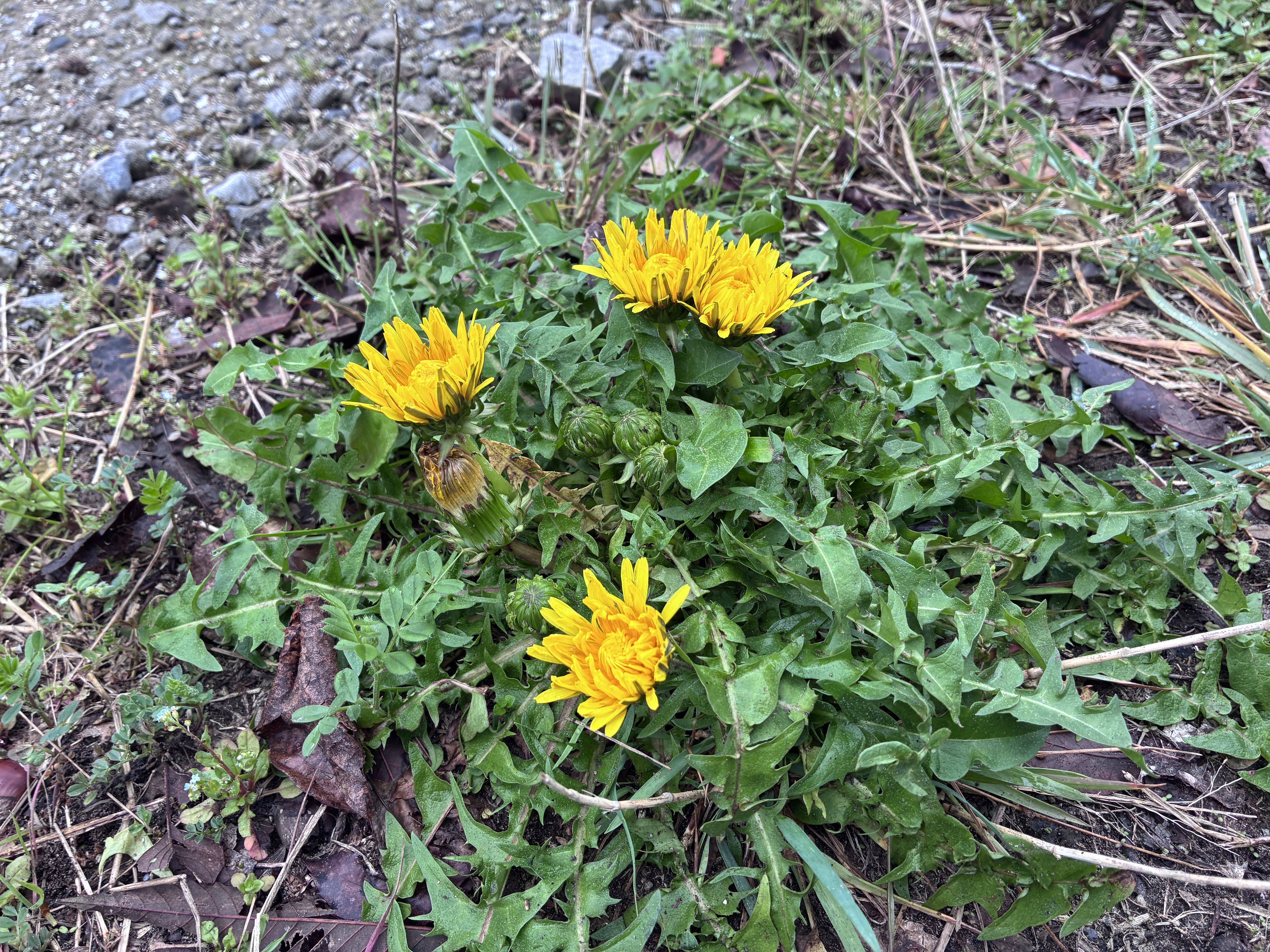 A cluster of vibrant yellow dandelion flowers surrounded by green leaves, growing on the ground amidst scattered gravel and fallen leaves