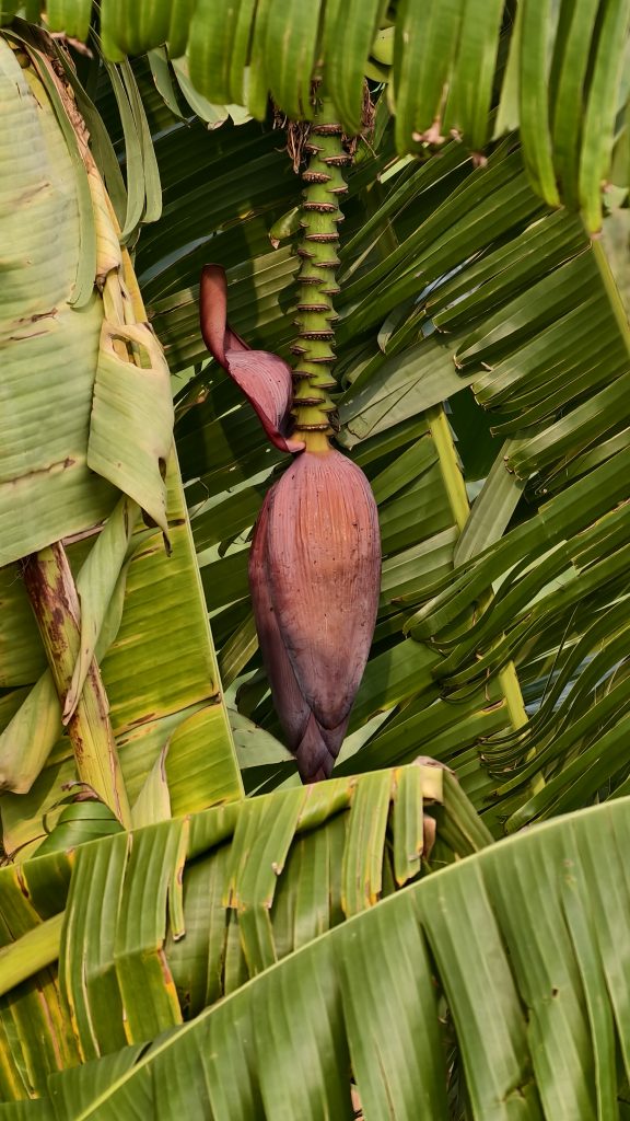 A cluster of banana leaves surrounds a large, elongated flower bud that hangs downward. The bud has a reddish-purple hue and a teardrop shape, with green stems extending from its base.