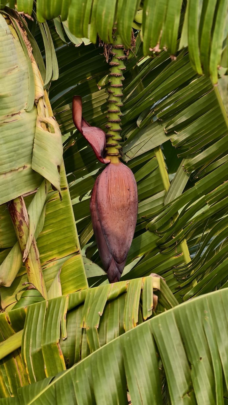 A cluster of banana leaves surrounds a large, elongated flower bud that hangs downward. The bud has a reddish-purple hue and a teardrop shape, with green stems extending from its base.