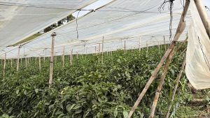 A greenhouse filled with vibrant green pepper plants grows in neat rows, sheltered under a translucent plastic cover supported by wooden poles. The setting appears lush and well-maintained, with the structure creating a controlled environment for the plants.
