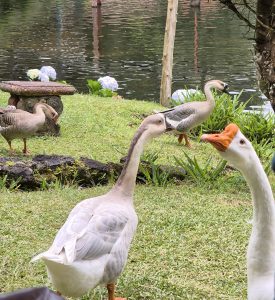 A group of ducks is gathered on a grassy area near a body of water. I