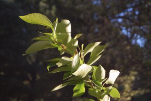 Close-up of green leaves on a branch backlit by bright sunlight, with a dark blurred forest background.