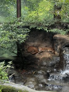 

Two large Pumas are resting on a rocky ledge surrounded by lush greenery. 