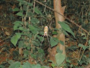 A spider with a patterned abdomen and long black legs is centered in a large, circular web.