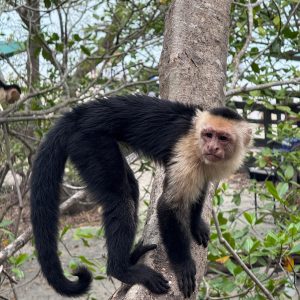 White-faced capuchin monkey on a tree trunk, with a black body, pale face, and green forest surroundings.