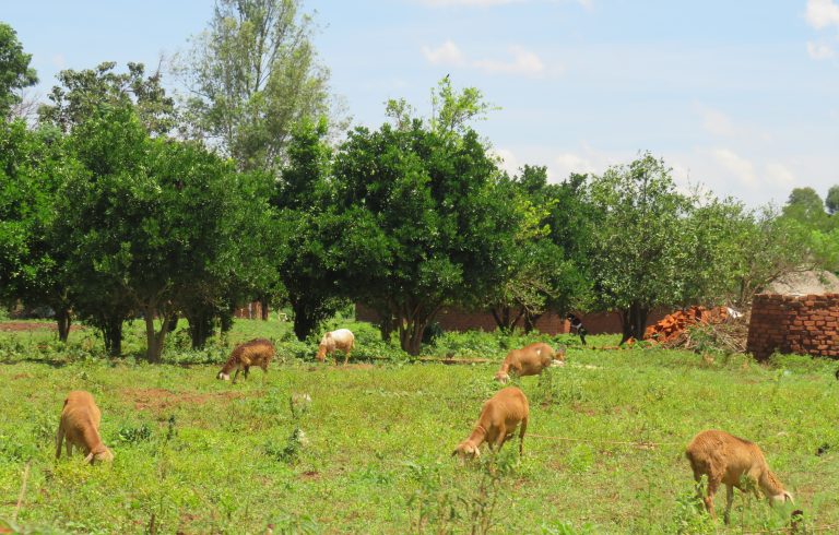 Brown and white sheep are grazing in a grassy field. Behind them is a row of medium-sized green trees with dense foliage. On the right side of the field, there is a large pile of red bricks and a small structure with a thatched roof.