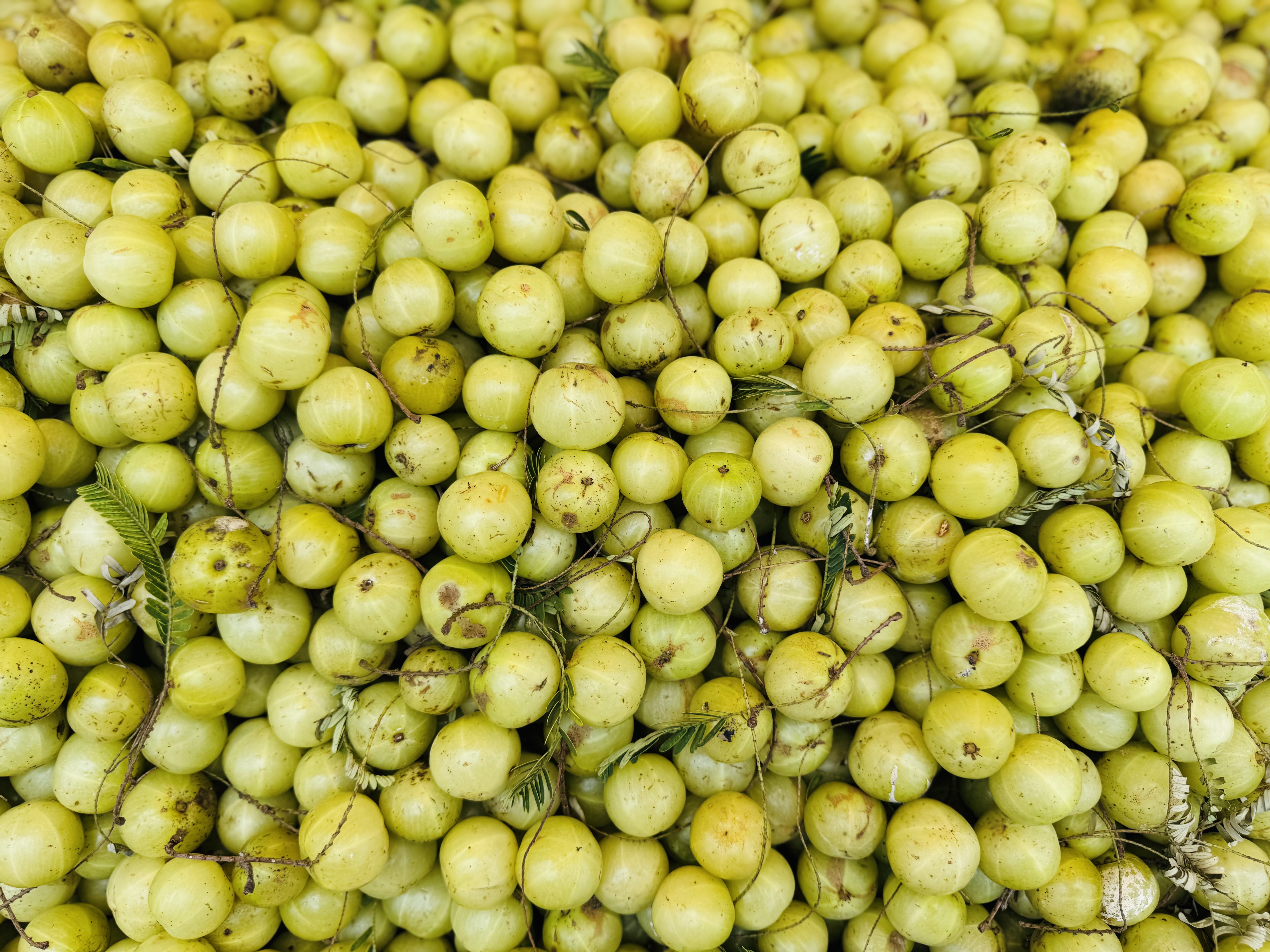 A close-up view of a large pile of greenish-yellow Indian gooseberries( Amla), scattered with small twigs and leaves