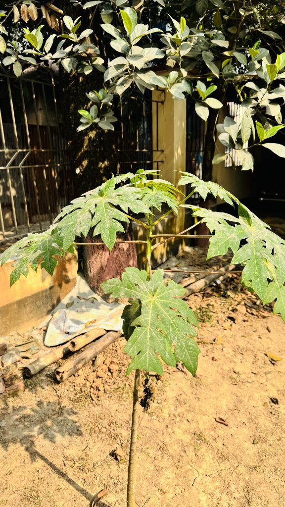 A young papaya tree with large green leaves stands in a sandy yard, with strong sunlight, a tree trunk, and a metal fence in the background.