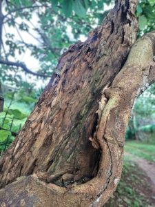 A close-up of a weathered tree trunk with rough bark and hollowed wood in a green outdoor setting