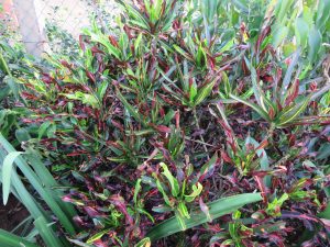 A dense croton bush with narrow leaves in green, yellow, and red forms a colorful plant cluster. It is bordered by a wire fence, with taller green plants in the background.
