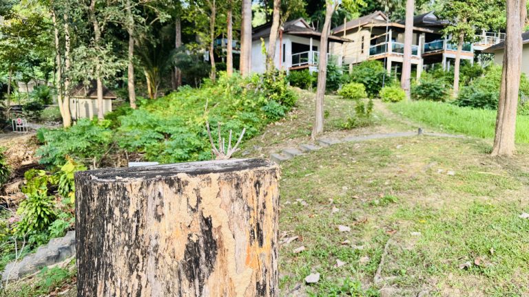 A large weathered tree stump stands in the foreground on a grassy hill. In the background several white and tan bungalows are built into a lush green hillside surrounded by tall tropical trees. A small concrete path with steps leads up the slope toward the houses under a bright clear sky.