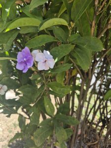 A close-up of a green bush featuring vibrant foliage, with two delicate flowers visible. One flower is a soft purple, and the other is a pale blue, both set against a backdrop of lush green leaves. The sunlight creates a natural illumination, highlighting the flowers and their surroundings.