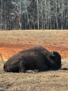 A large buffalo lying on dry ground in an open field, with a line of bare trees in the background. The animal appears calm and resting under daylight in a quiet rural setting