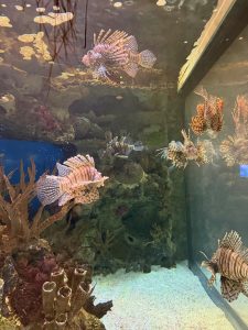 An aquarium scene featuring several colorful lionfish swimming gracefully through clear water.