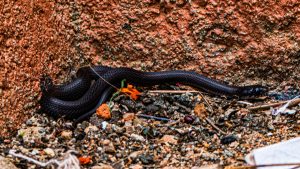 High-angle shot of a small, slender black snake slithering over textured soil, pebbles, and small rocks.