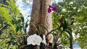 Close-up of white and purple orchids on a tree trunk, with a blooming white flower in front and a stem of small purple orchids against a blurred green and blue sky background.