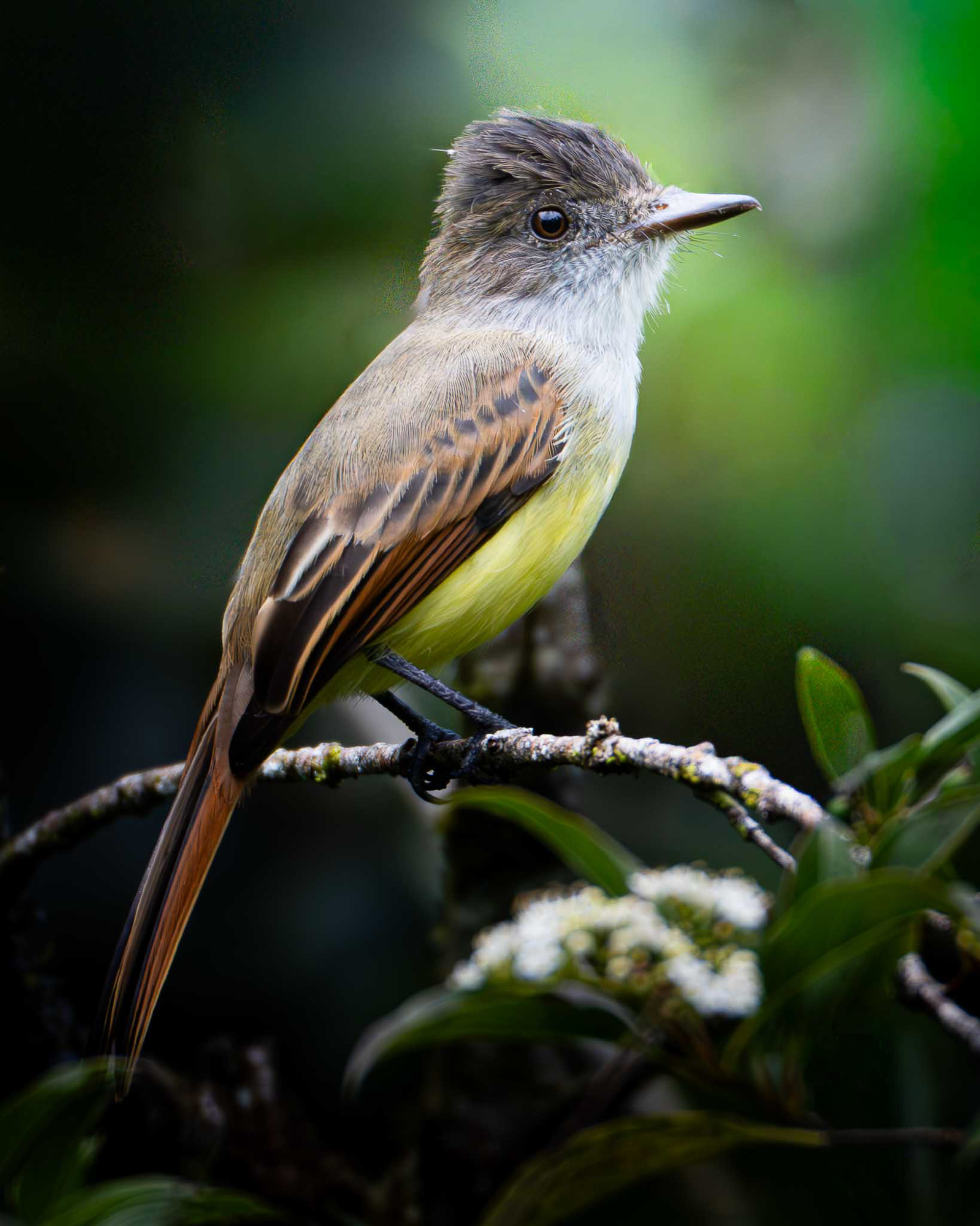 A small bird is perched on a branch, showcasing a brown and yellow plumage with a hint of grey on its head.