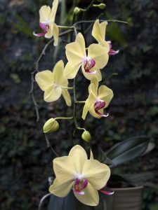 A close-up of a yellow orchid with purple accents. The orchid has multiple blossoms and buds on a curved stem, set against a blurred green background, suggesting a natural outdoor or garden setting.