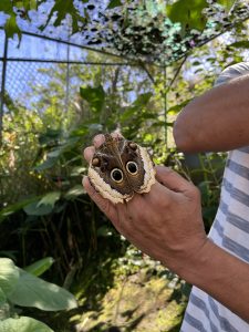 A person holds a large butterfly in their hand, showcasing its intricate patterns and vibrant colors. The butterfly has prominent eye-like markings on its wings. The background features lush green foliage and dappled sunlight filtering through