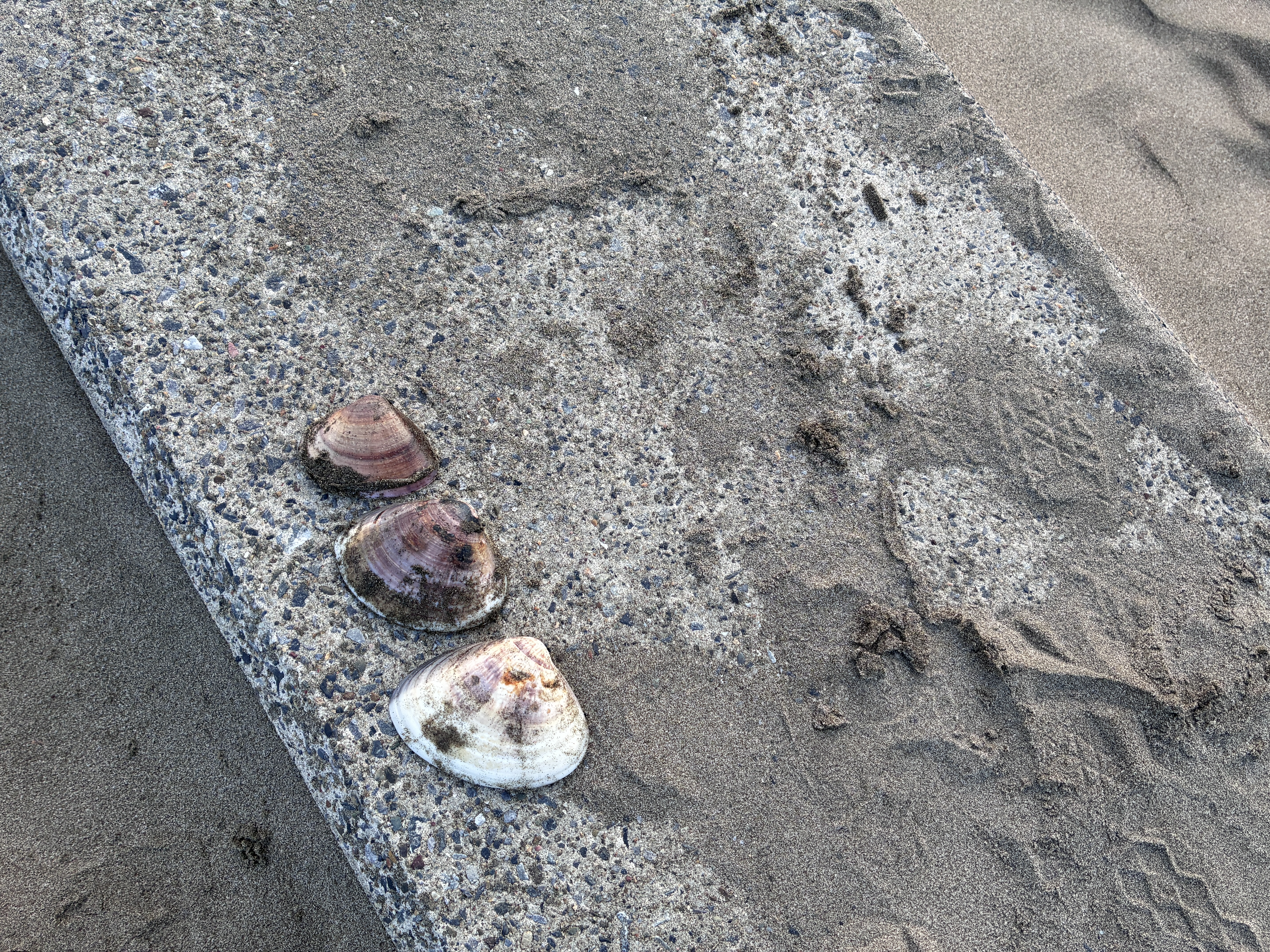 Three sea shells are placed on a textured concrete surface, surrounded by dry sand.