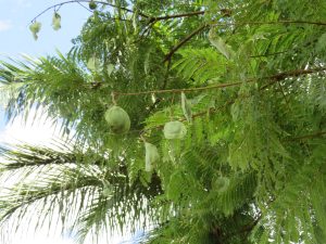 Round, flat green seed pods hang from thin brown branches. The tree has fine, feathery green compound leaves. The background shows a bright sky and the silhouette of palm fronds.

