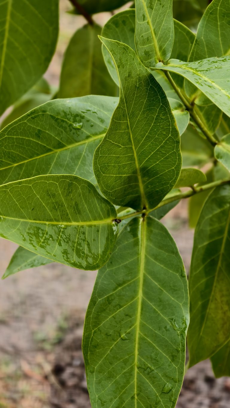 Large green leaves with visible veins and water droplets, layered over each other against a blurred brown soil background.