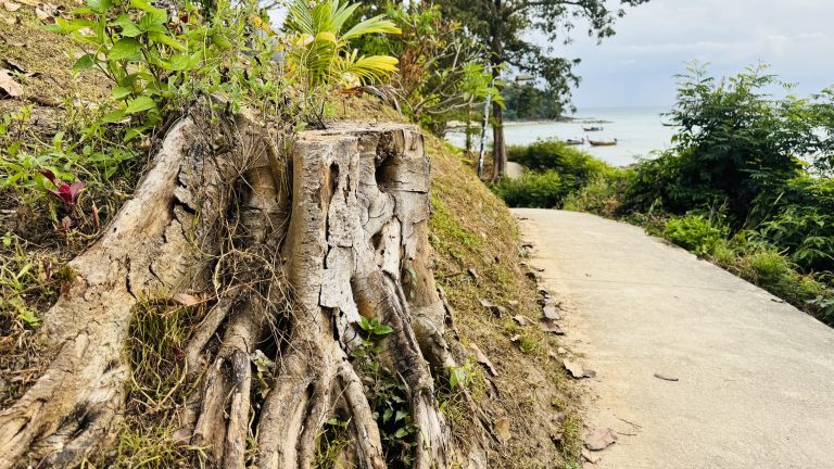 A close-up of an old gray tree stump with roots beside a concrete path. Small plants grow around it, and the path slopes toward the sea, with trees and boats under a cloudy sky.