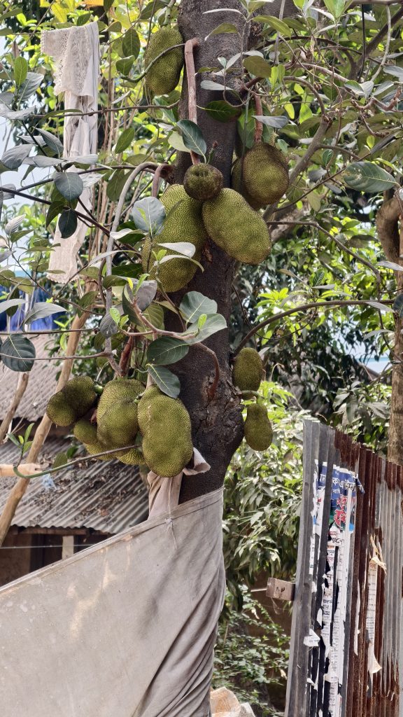 Many large green jackfruits growing directly from the trunk of a tall tree in an outdoor residential area.