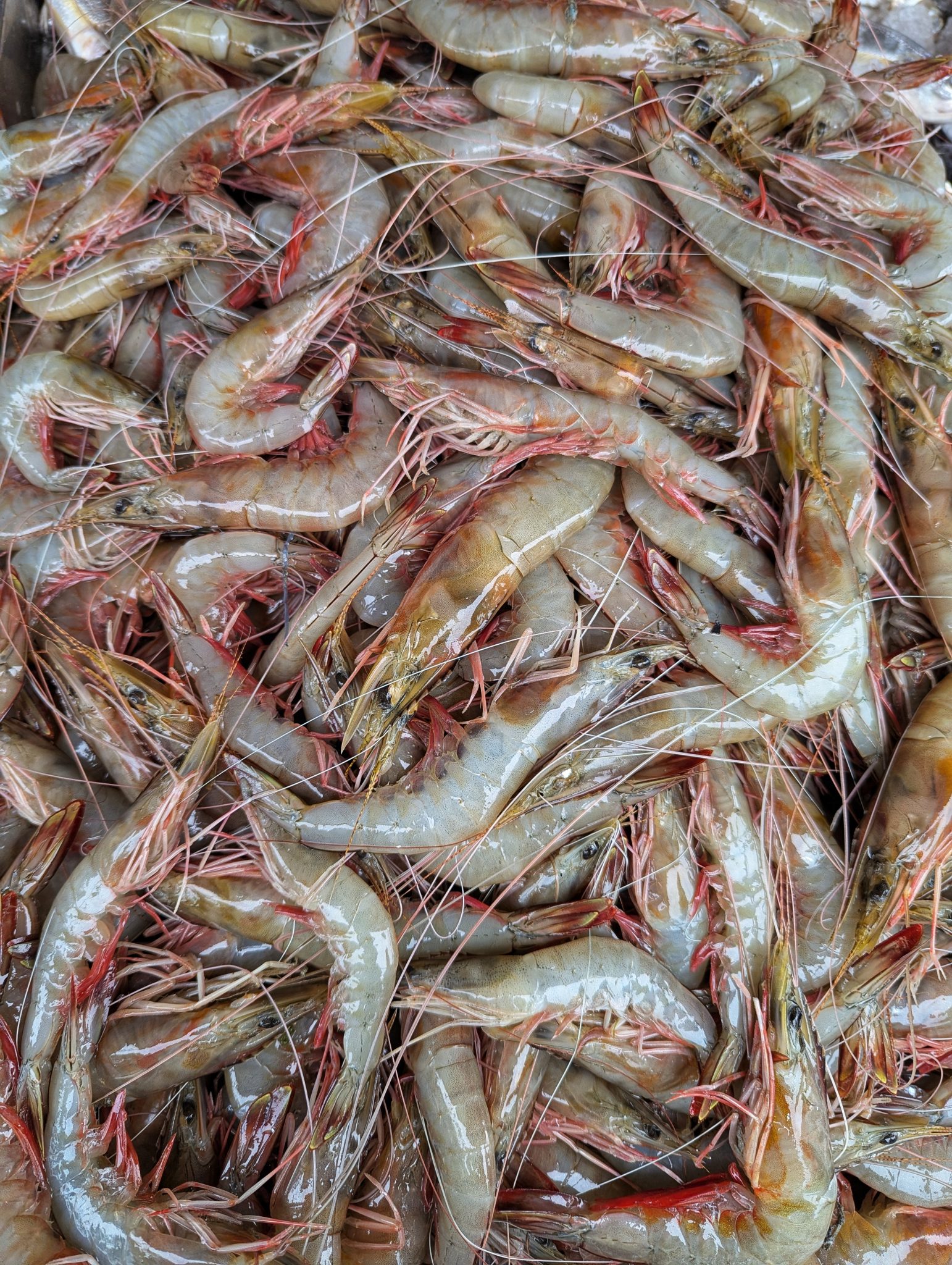Fresh raw prawns