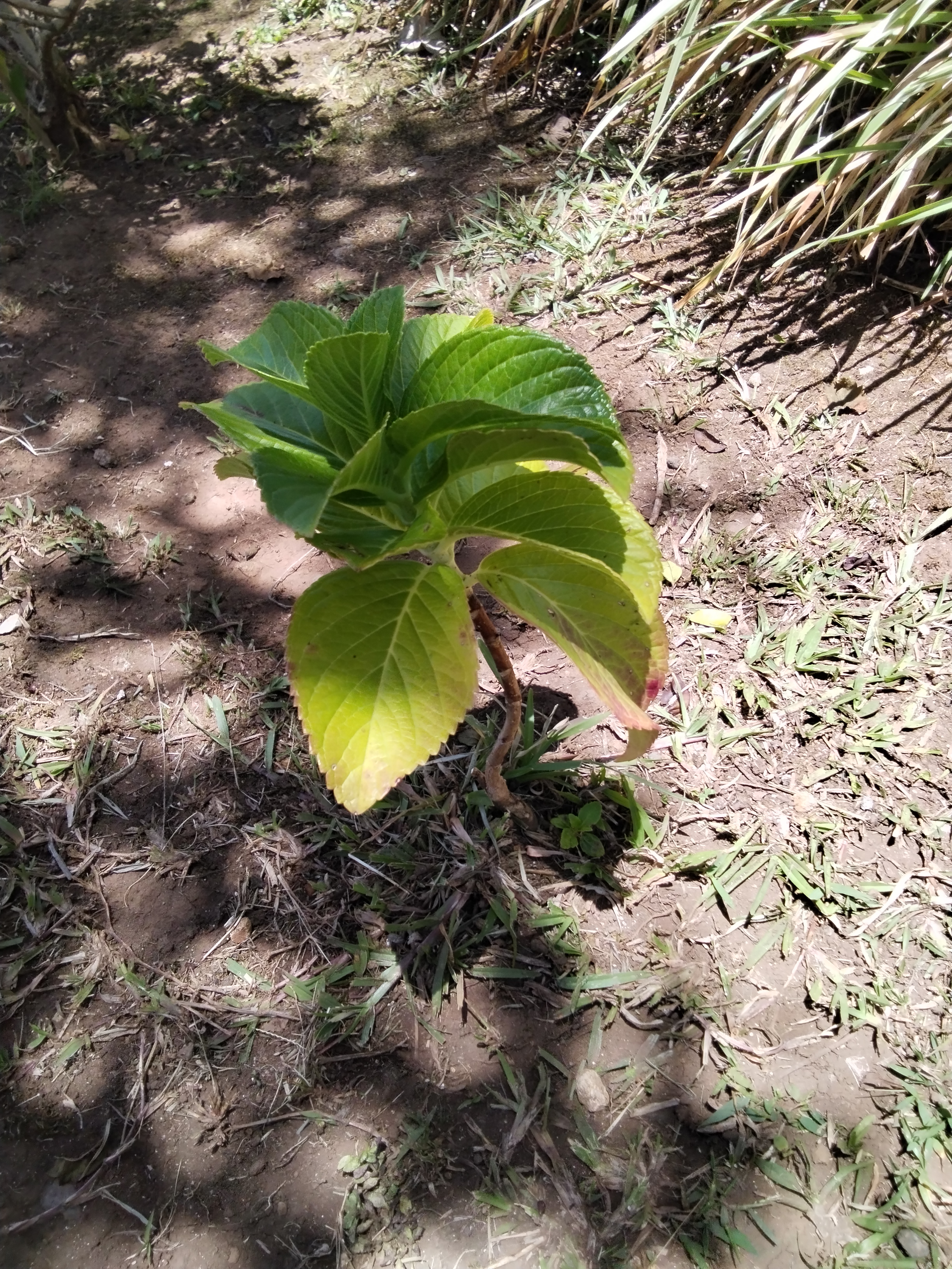 A small green plant with broad leaves is growing in a patch of dirt surrounded by grass.