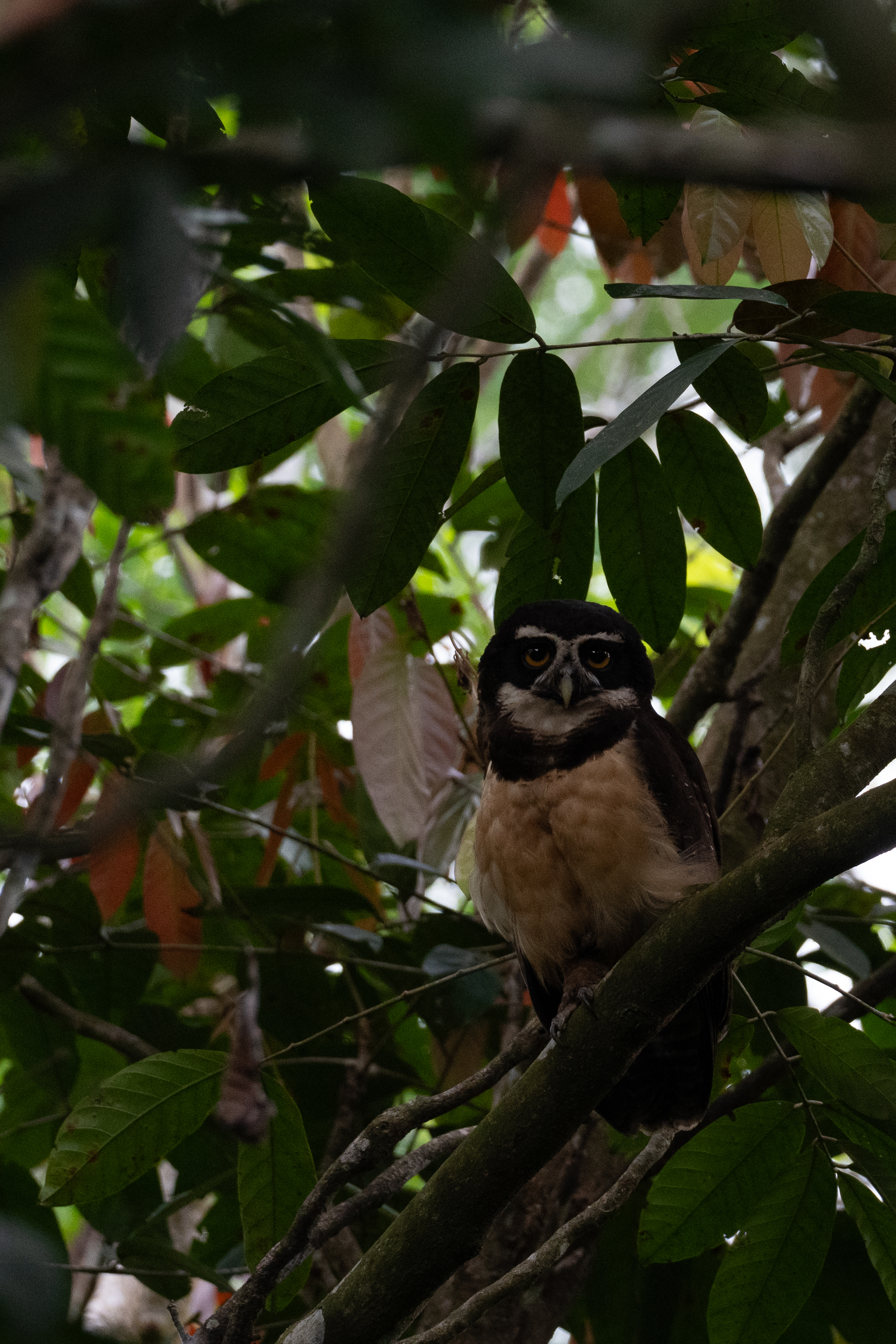A dark-eyed owl perched on a branch amidst dense green foliage