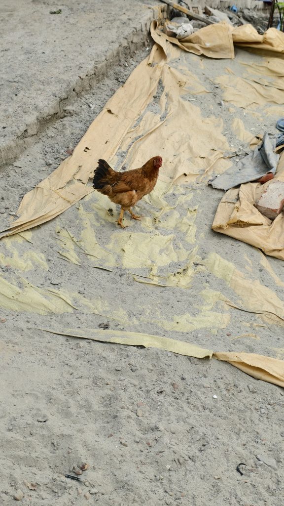 A brown chicken walks across a sandy ground covered with large, torn pieces of yellow tarpaulin.
