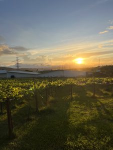 A beautiful sunset over a green field, where warm golden light creates long shadows and highlights the peaceful landscape.