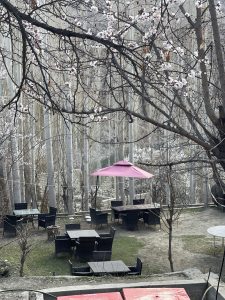 A quiet outdoor seating area set within a grove of tall, slender trees. The scene feels calm and slightly rustic, likely captured during early spring.
