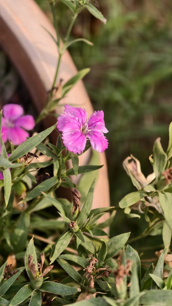A single small pink flower with four petals grows on a stem with thin green leaves in a pot.